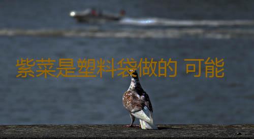 紫菜是塑料袋做的 可能你太不了解紫菜了