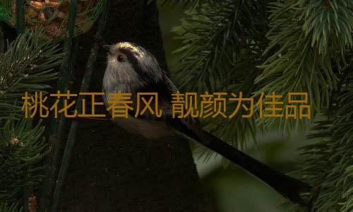 桃花正春风 靓颜为佳品