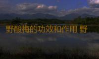野酸梅的功效和作用 野酸梅果脯的制作方法